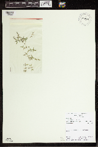 Lemna trisulca image