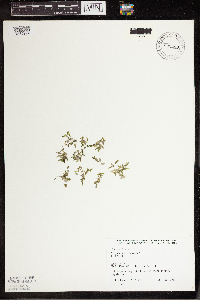 Lemna trisulca image
