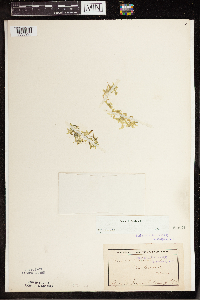 Lemna trisulca image