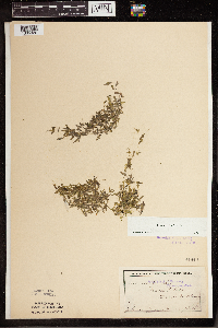 Lemna trisulca image