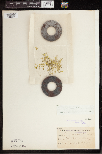 Lemna trisulca image
