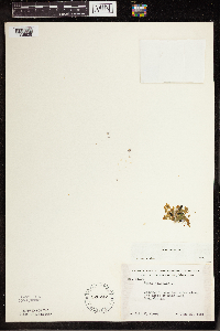 Lemna trisulca image