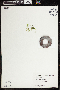 Lemna trisulca image