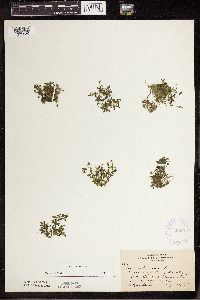 Lemna trisulca image