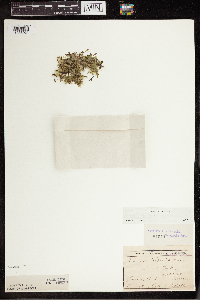 Lemna trisulca image