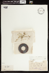 Lemna trisulca image