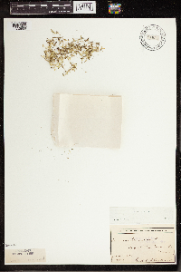 Lemna trisulca image