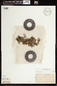 Lemna trisulca image