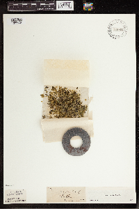 Lemna trisulca image