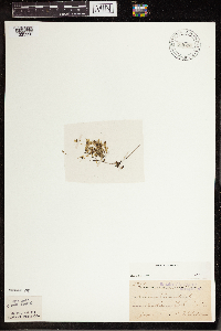 Lemna trisulca image