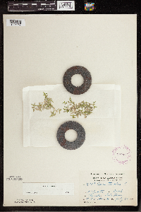 Lemna trisulca image