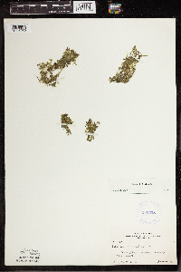 Lemna trisulca image