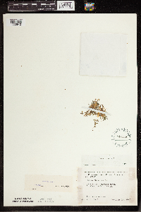 Lemna trisulca image