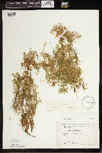 Lemna trisulca image