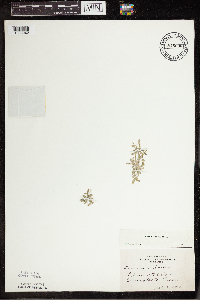 Lemna trisulca image