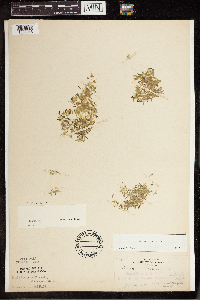 Lemna trisulca image