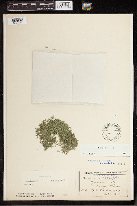 Lemna trisulca image