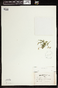 Lemna trisulca image
