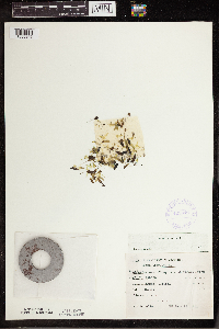Lemna trisulca image