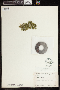 Lemna trisulca image