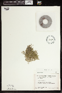 Lemna trisulca image