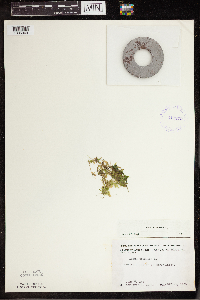 Lemna trisulca image
