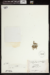 Lemna trisulca image