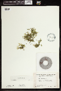 Lemna trisulca image