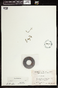Lemna trisulca image
