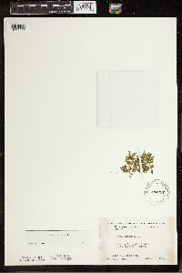 Lemna trisulca image