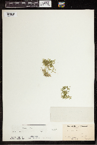 Lemna trisulca image