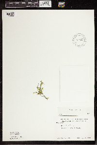Lemna trisulca image