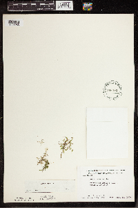 Lemna trisulca image