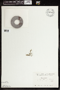 Lemna trisulca image