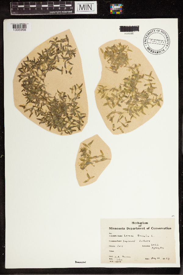 Lemna trisulca image