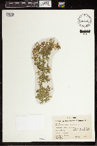 Lemna trisulca image