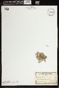 Lemna trisulca image
