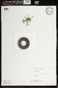 Lemna trisulca image