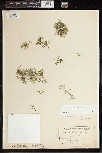 Lemna trisulca image