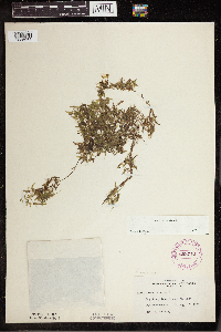 Lemna trisulca image