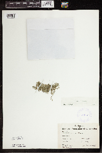 Lemna trisulca image