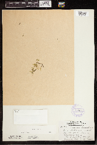 Lemna trisulca image