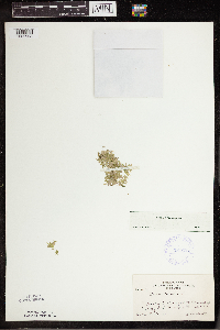 Lemna trisulca image