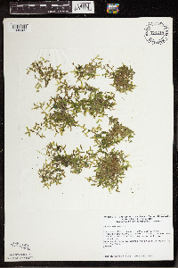 Lemna trisulca image