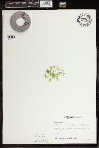 Lemna trisulca image