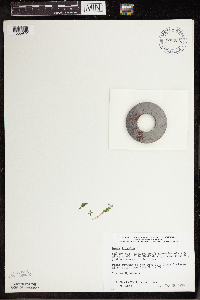 Lemna trisulca image