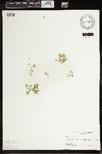 Lemna trisulca image