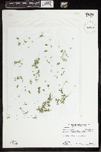 Lemna turionifera image