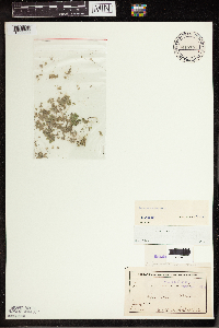 Lemna turionifera image