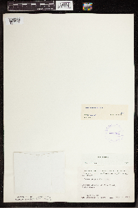 Lemna turionifera image